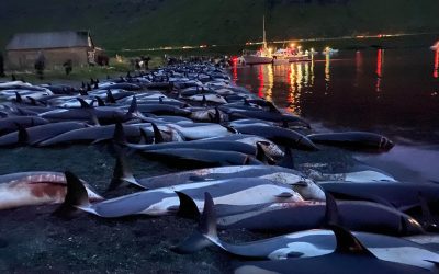 Ein Monat nach der Delfinschlachtung: „Die Welt darf das Massaker auf den Färöern nicht vergessen!”