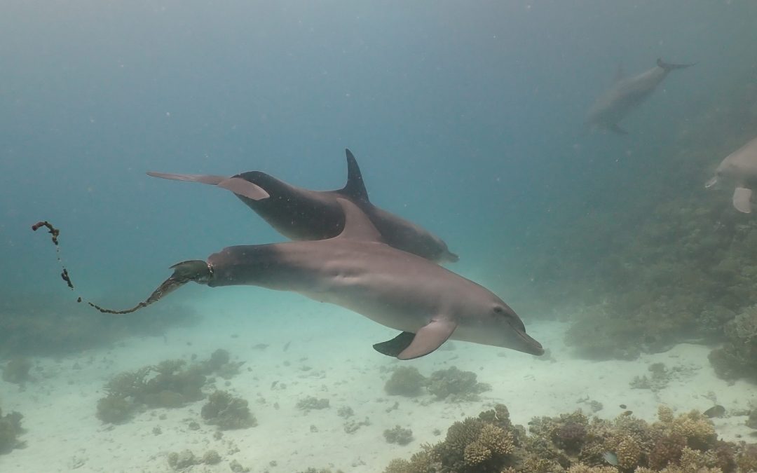 Rotes Meer: Rettung des kleinen Delfins „Latif“ gestaltet sich schwierig