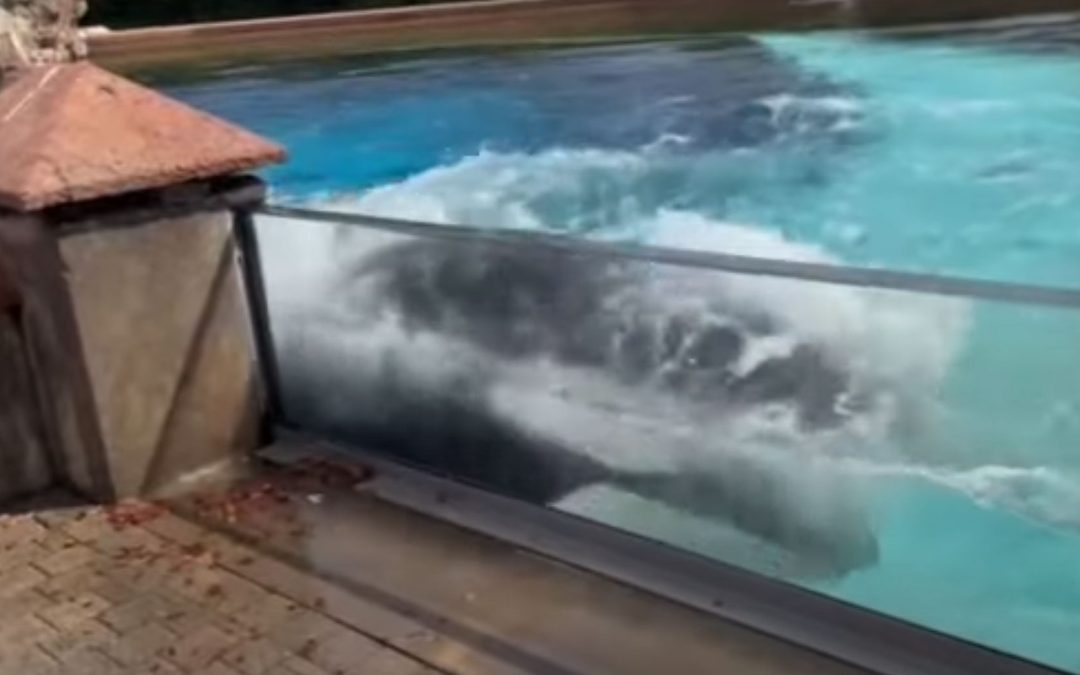 Aus Verzweiflung? Orca „Kiska“ rammt Kopf immer wieder gegen Wand von Delfinarium