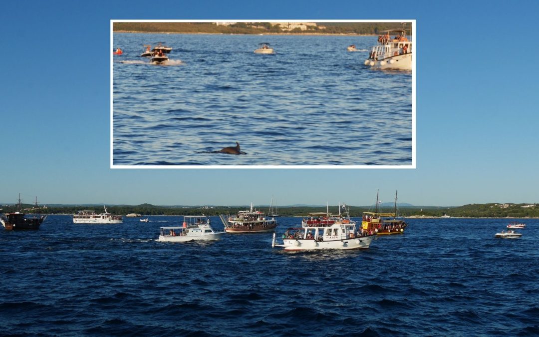 Delfin-Jagd: Skrupelloses Dolphin Watching in der Adria