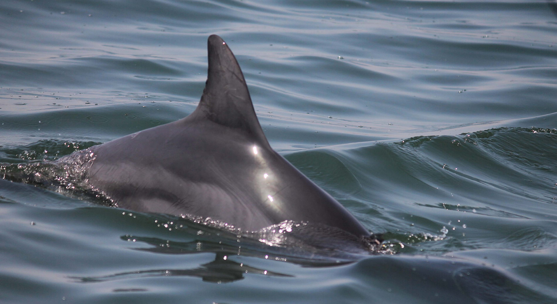 Neustart des Delfinschutzprojekts in Peru: Supay-Delfine, ungestört von Booten und Touristen.