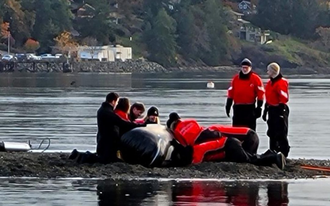 Proben für den Ernstfall: Fake-Wal hilft bei Strandungen