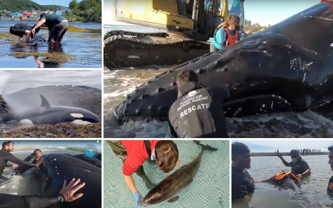 Geglückte Rettung: Diese Delfine und Wale haben ihre Strandung überlebt