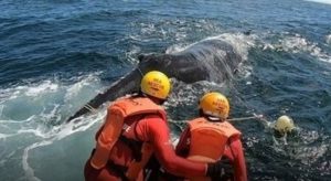 Wal-Rettung in Südafrika