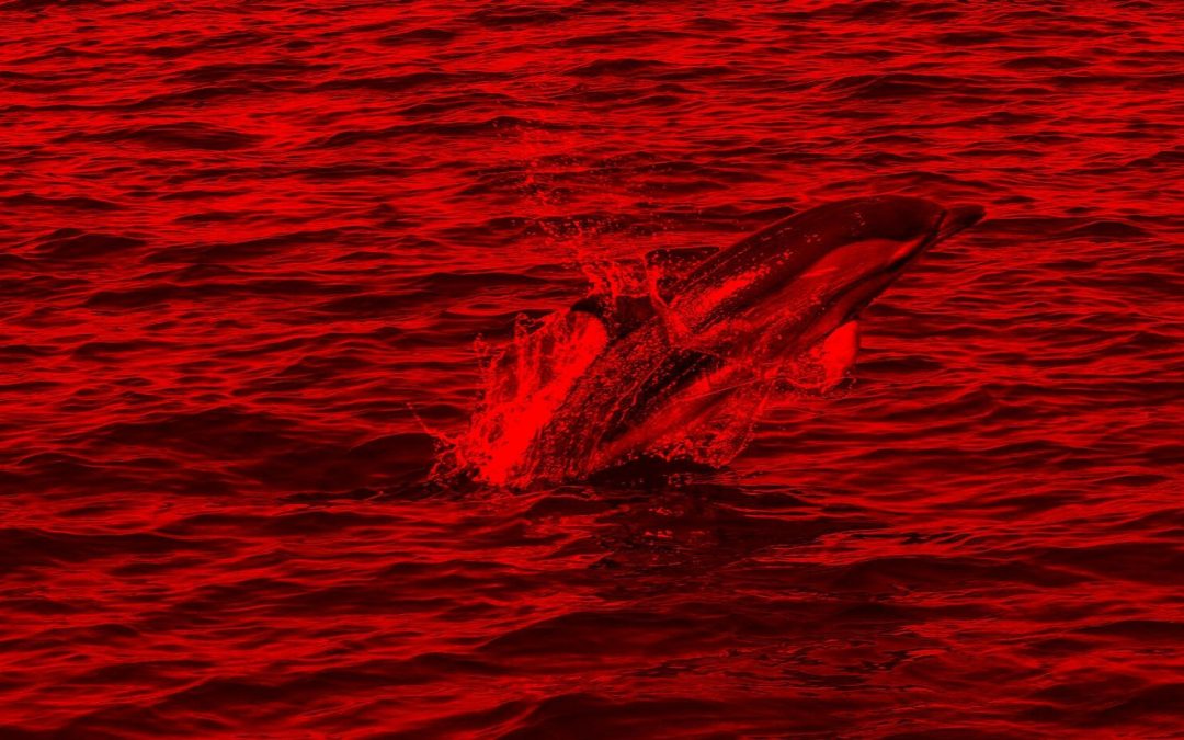 Alarmstufe Rot im Mittelmeer: Immer mehr Wal- und Delfinarten auf der Roten Liste
