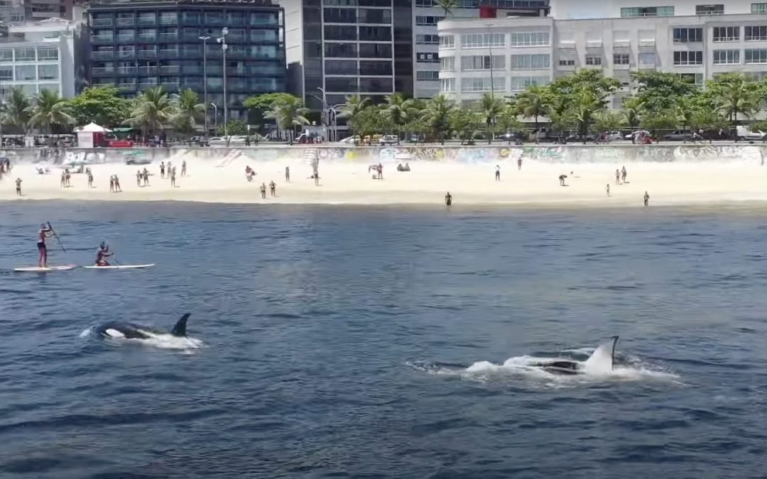 Orcas unterm Zuckerhut: Schwertwale ganz nah am Ipanema-Strand
