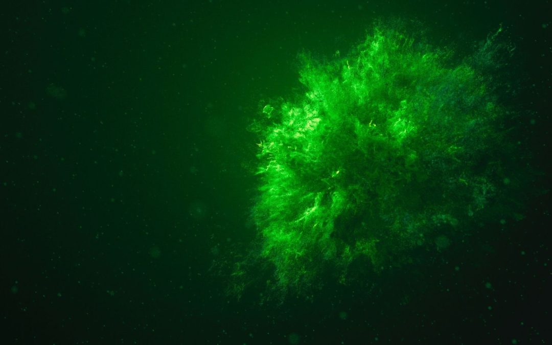 Südafrika: Schallbombardement auf Delfine und Wale