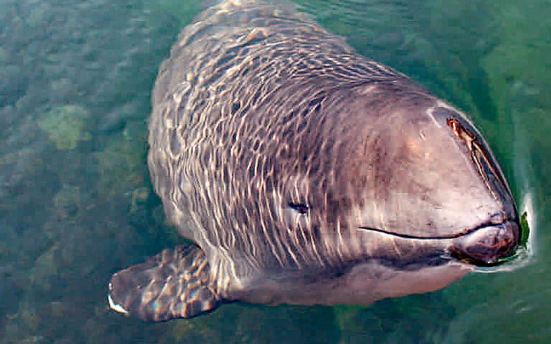 Der Schweinswal ist das „Tier des Jahres 2022“: 10 faszinierende und traurige Fakten über den Deutschland-Wal