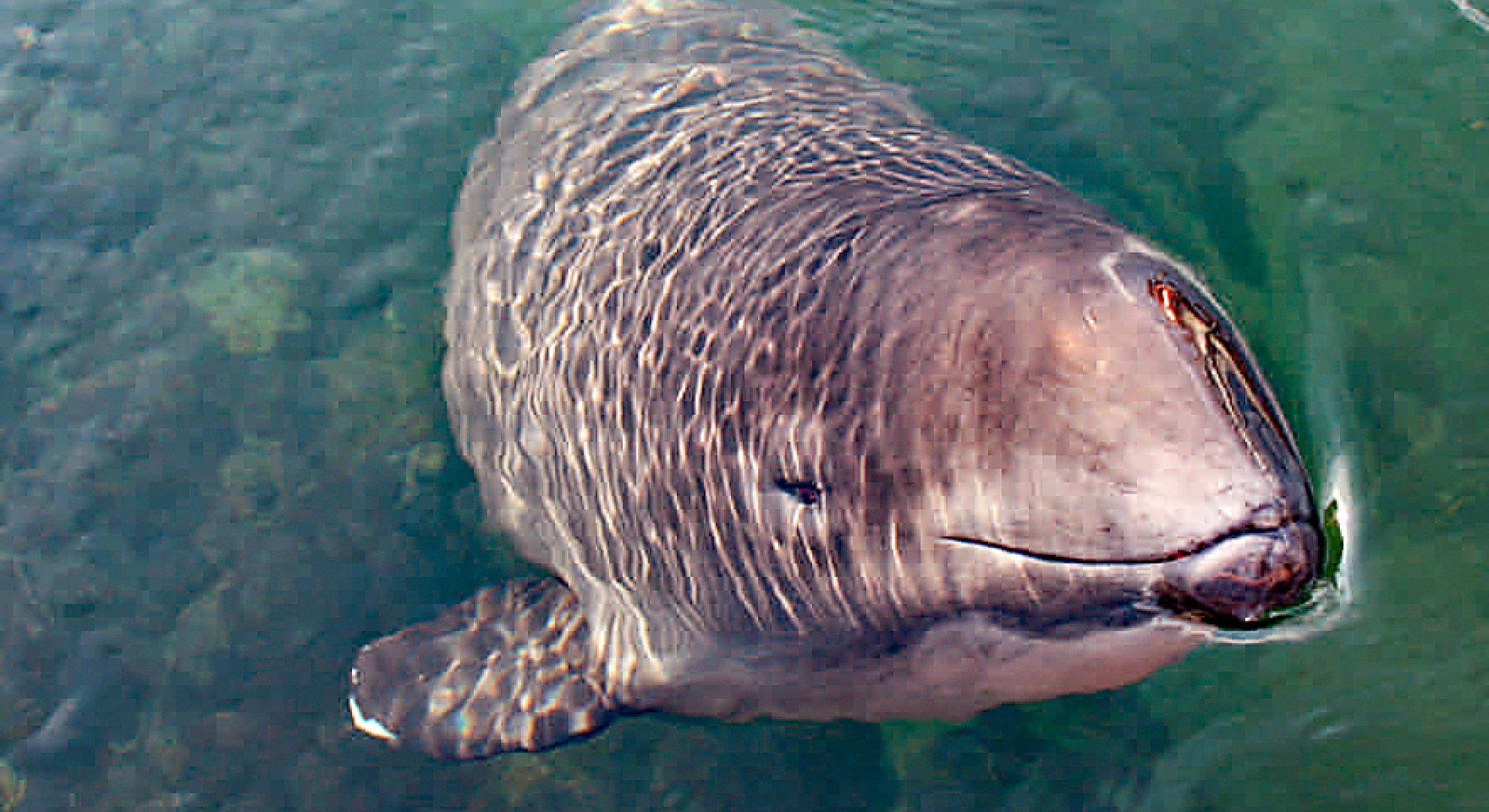 Eckernförde fokussiert Schutz des Schweinswals - Tier des Jahres 2022