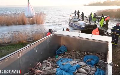 Update: Massenhaftes Fischsterben auf Rügen