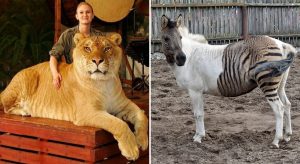 Liger und Zorse