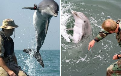 Bizarre Behauptung: Killer-Delfine im Auftrag von Militär und Geheimdiensten?