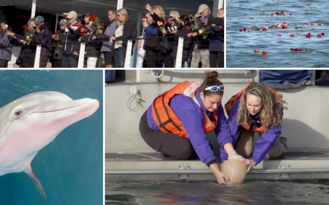 Delfin mit Prothese: Die Asche von „Winter“ wurde dem Meer übergeben