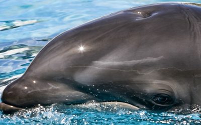 Was wir über Delfin-Hybride wissen