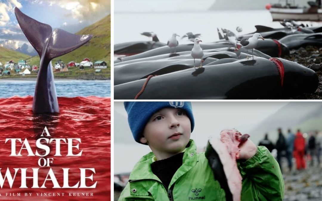 „A Taste of Whale“: Der „Grind“ kommt in die Kinos