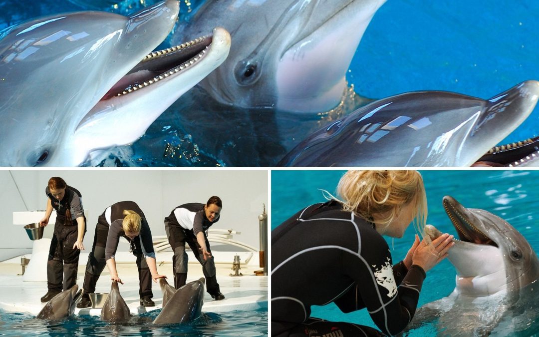 Schweden: Schließung des letzten Delfinariums – mit Hintertürchen