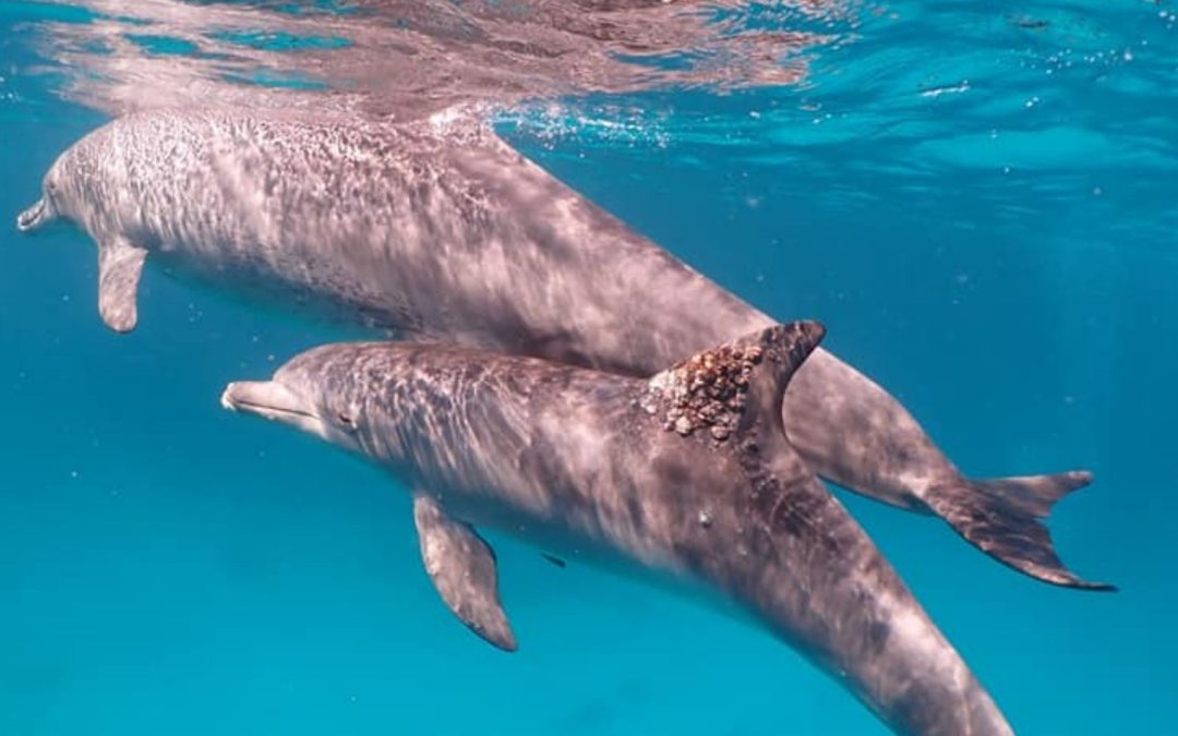 Update: Weitere Delfine mit Pilzinfektionen im Roten Meer