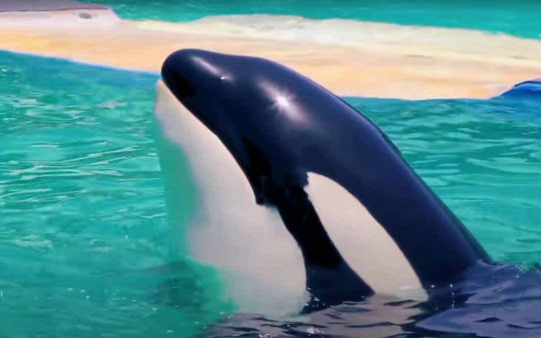 „Historische Vereinbarung“: Orca „Lolita“ darf nach über 50 Jahren zurück ins Meer