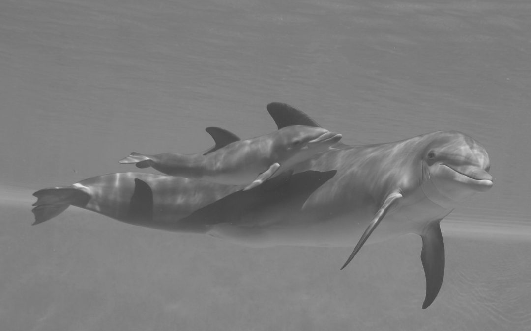 Las Vegas: Das Sterben der Wüsten-Delfine
