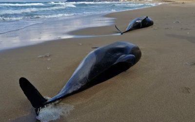 Schwarzes Meer: Lösen Kriegsschiffe das Delfinsterben aus?