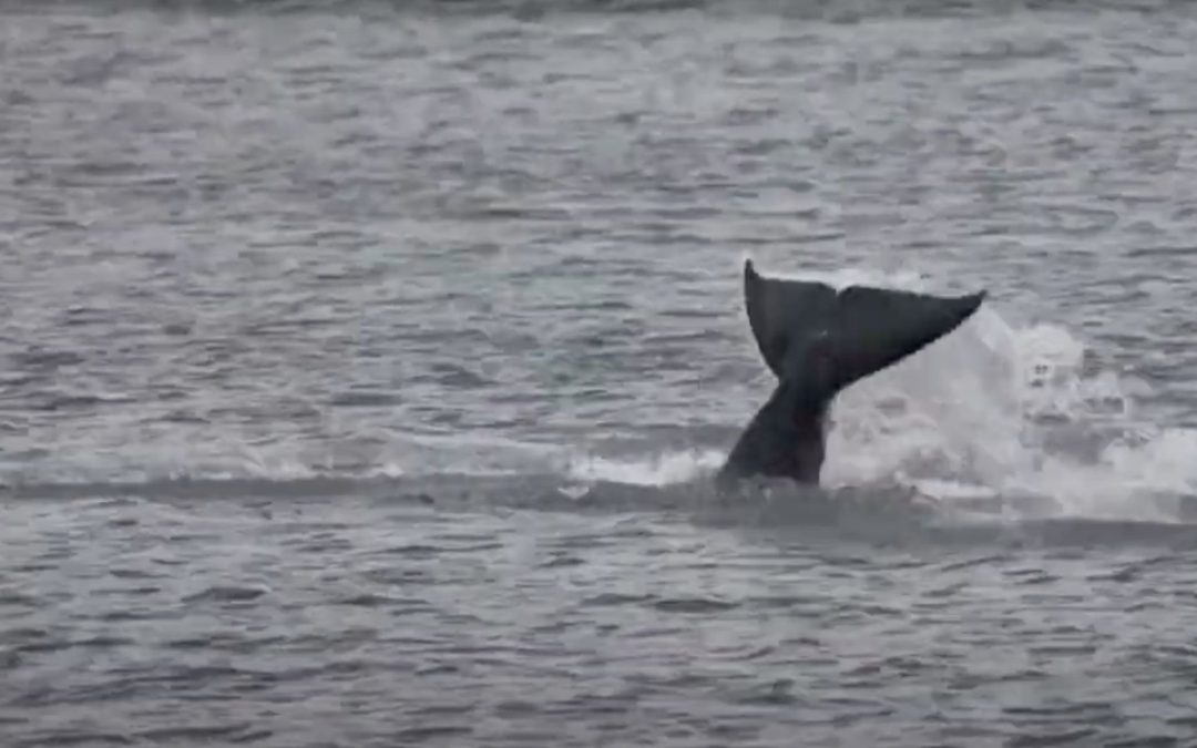 Frankreich: Verirrter Orca in der Seine leblos aufgefunden
