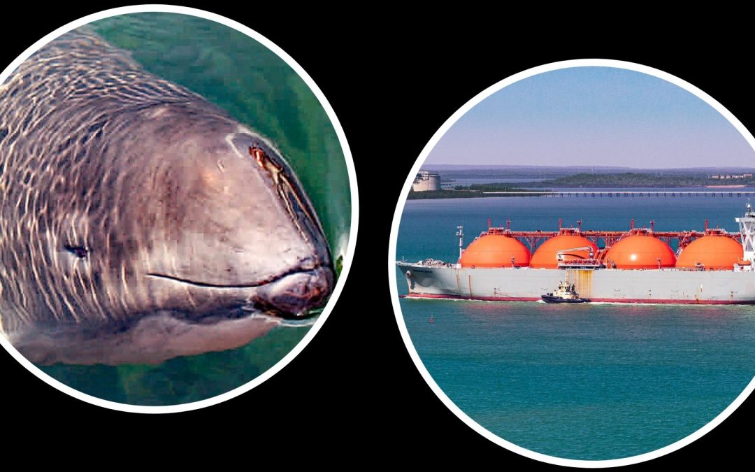 Gefährdete Schweinswale vs. Turbo-Terminals