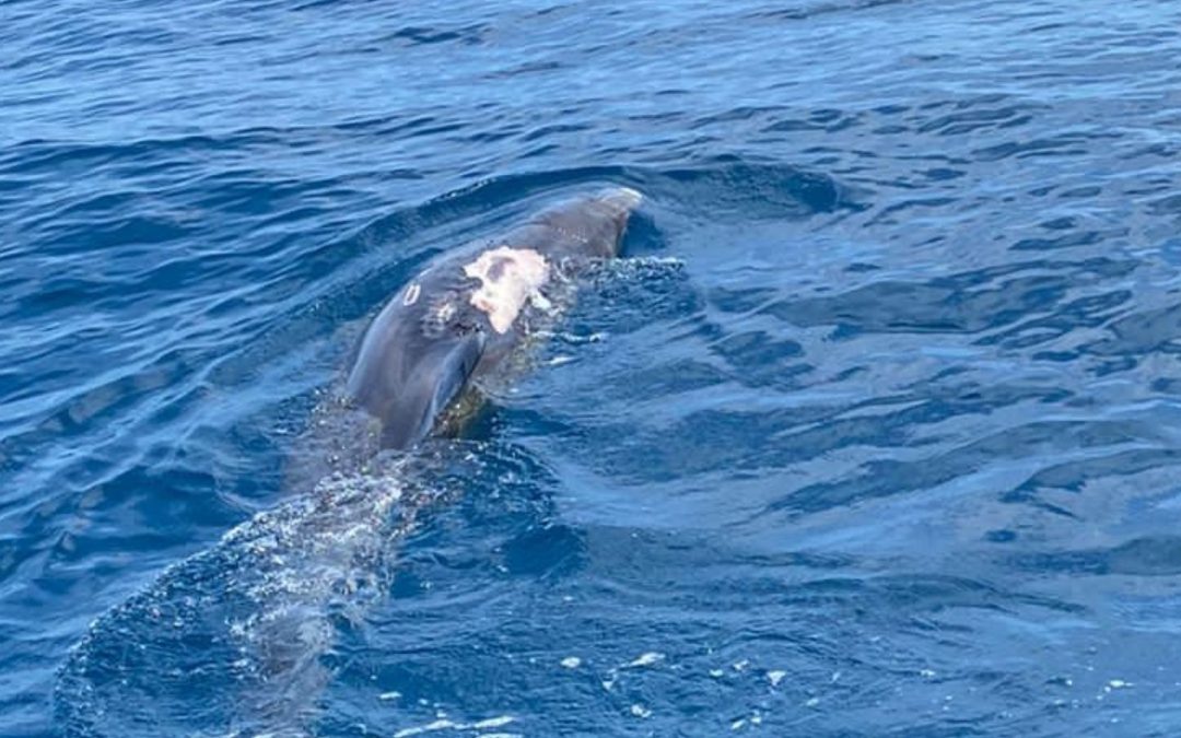Vermuteter Bootsunfall: Adria-Delfin mit deutlich sichtbaren Verletzungen