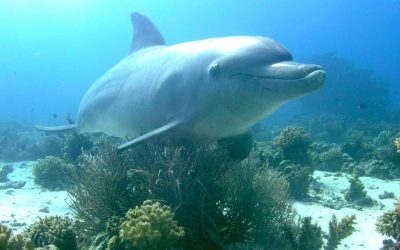 Delfin-Studie: Hautpflege mit Korallen