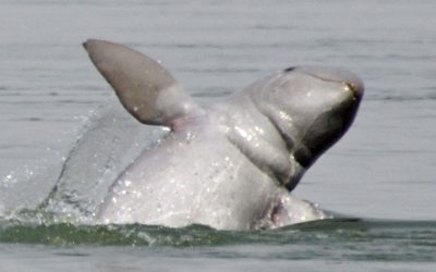 13 Irawadi-Delfine verbleiben im Songkhla-See