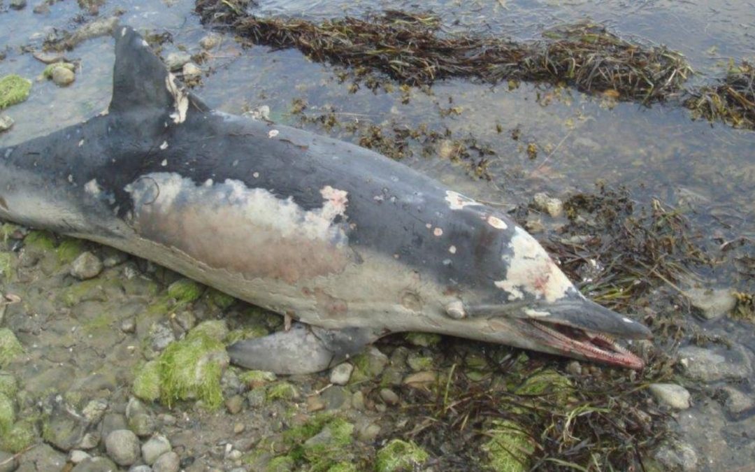 Delfin-Totfund in der Flensburger Förde