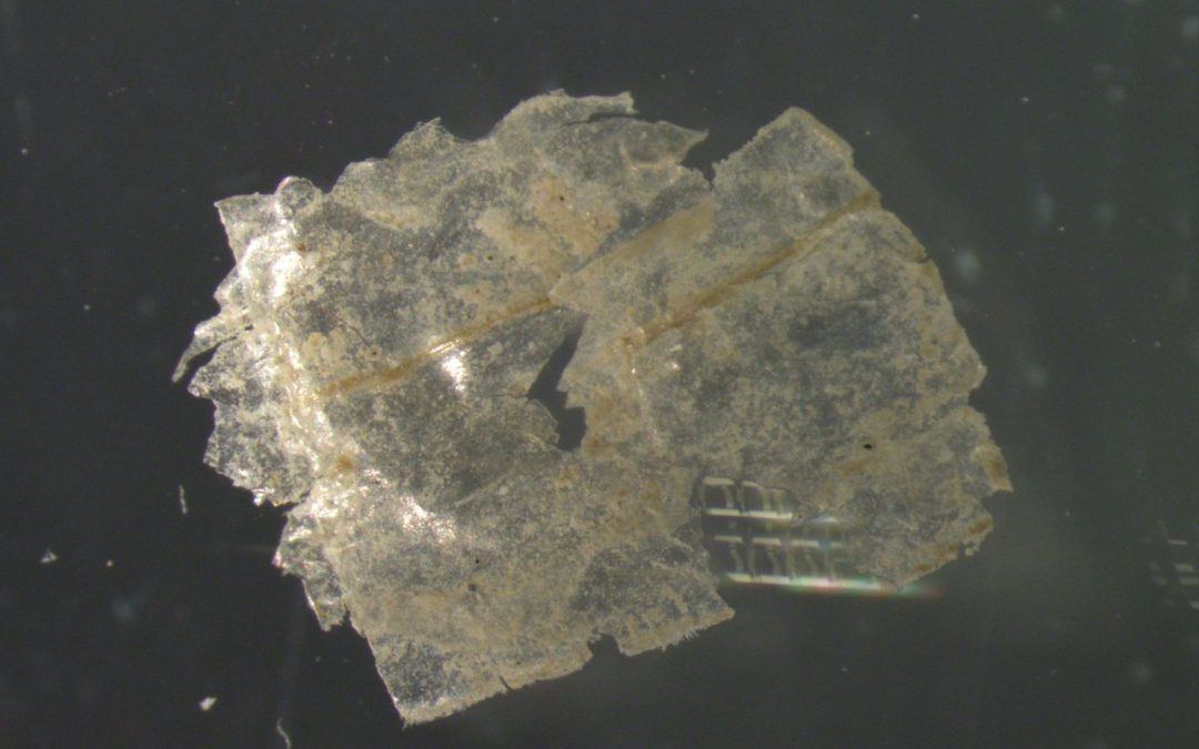 Endlagerstätte Tiefsee: Mikroplastik belastet Meeresboden stärker als angenommen