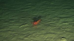 Lebewesen in der Tiefsee