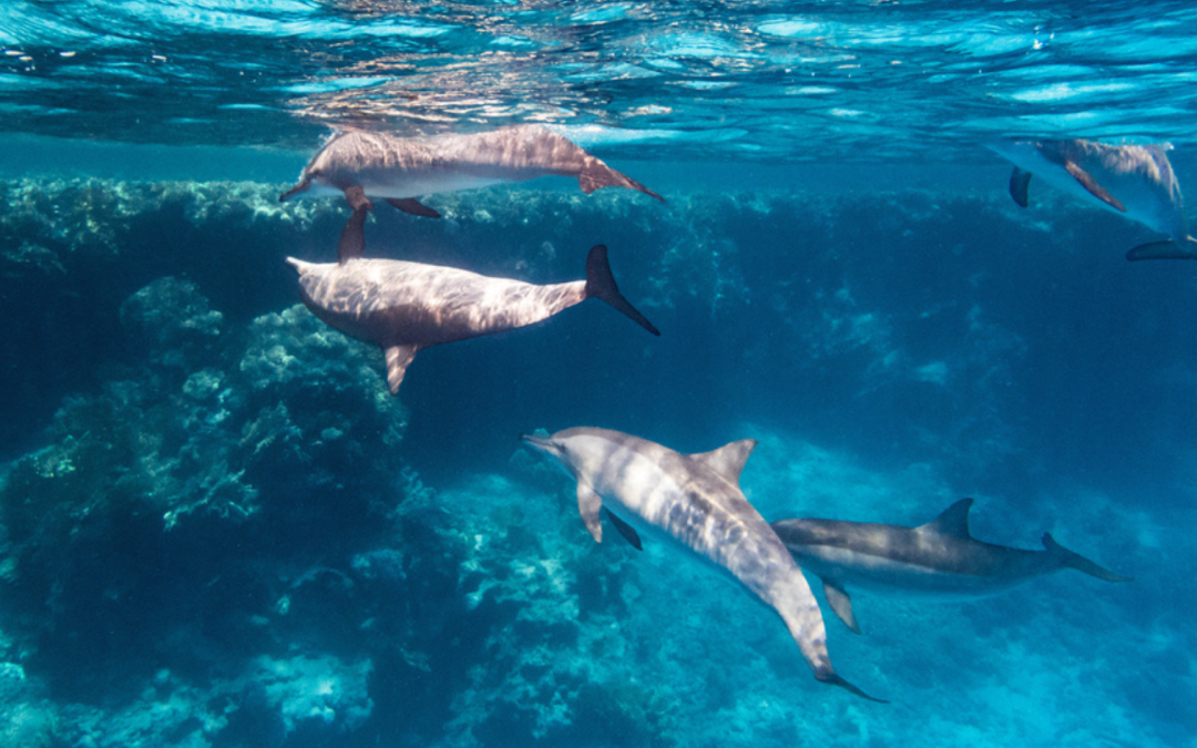 Delfinkot hilft gefährdeten Korallenriffen