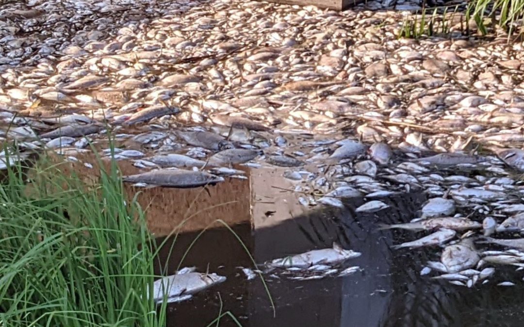 Fischsterben in der Oder: Super-Gau auf 500 Kilometern