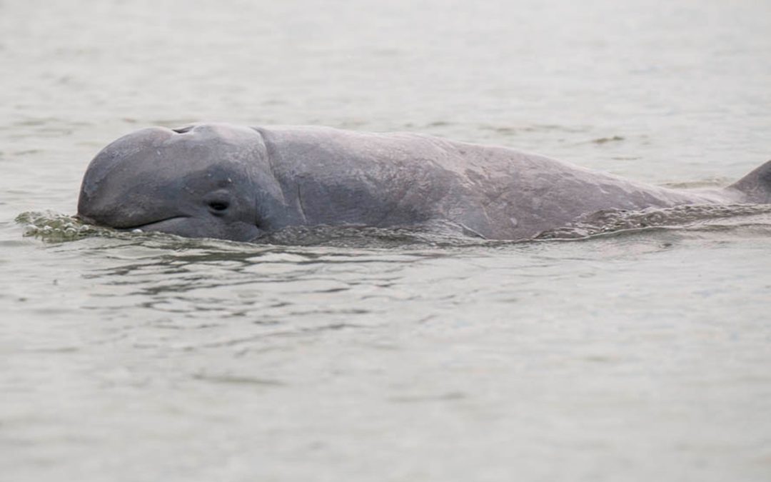 Irawadi-Delfine kurz vor dem Aussterben