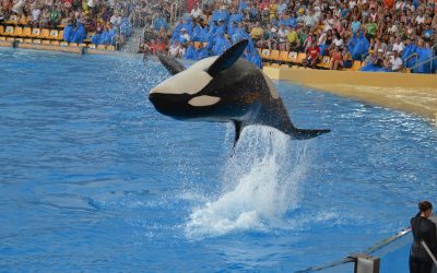 Endlich: DERTOUR beendet Zusammenarbeit mit Loro Parque & Co.