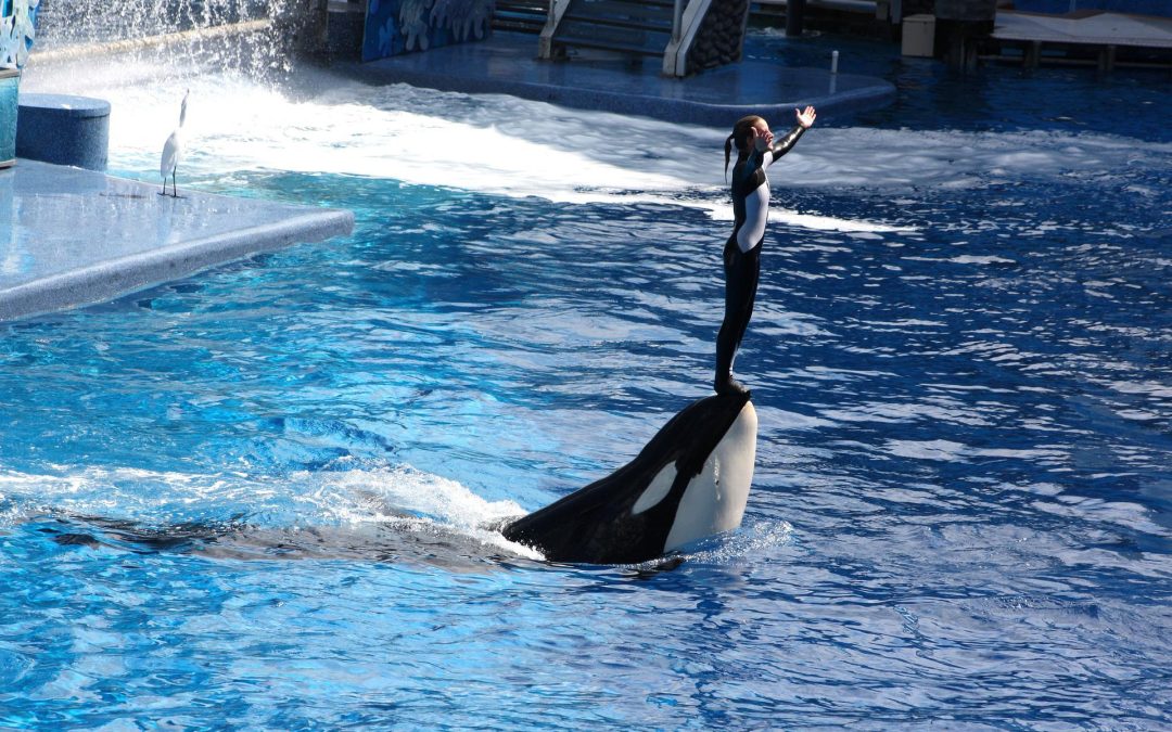 Sea World San Diego verzeichnet einen weiteren Tod eines Orcas