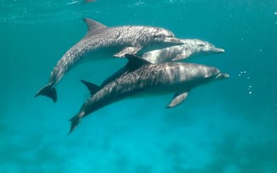 Ägypten: Viele gute Delfin-News – und leider eine schlechte