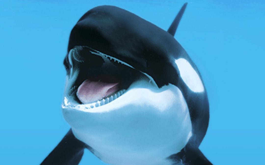 Loro Parque: Drei tote Orcas in 18 Monaten