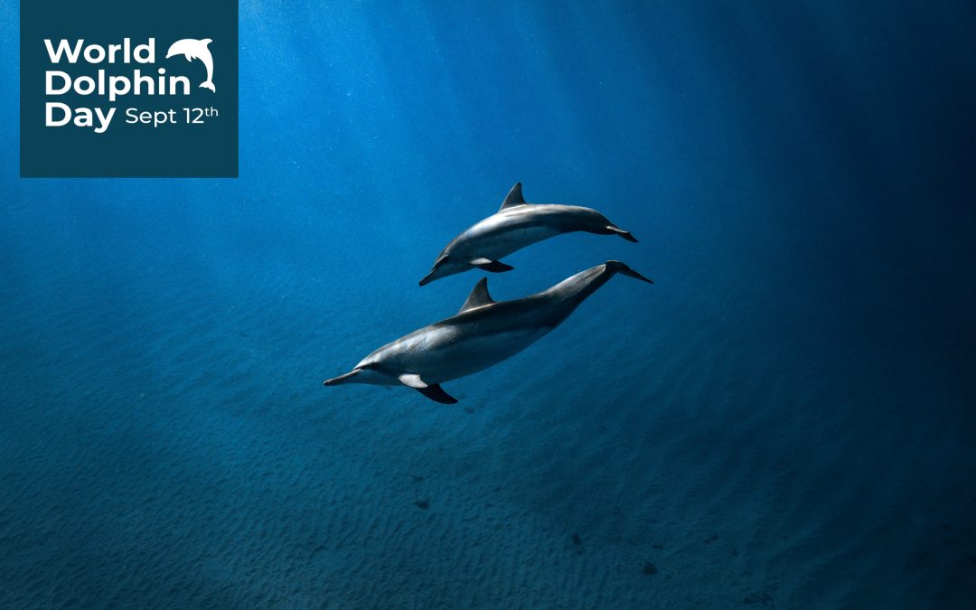 Internationaler World Dolphin Day: Der Kampf gegen das Vergessen