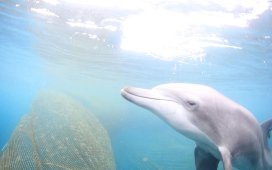 Delfinarien: Südkorea wildert weiteren Delfin aus
