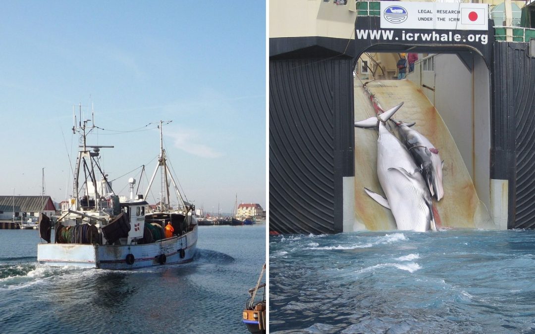 Fischerei: Ostsee-Fangquoten, Grundschleppnetze und das Schicksal der Wale