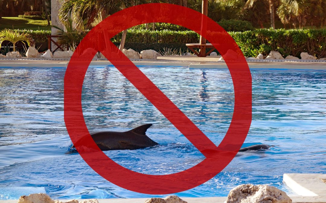 Endlich: Mexiko verbietet Delfinshows im ganzen Land