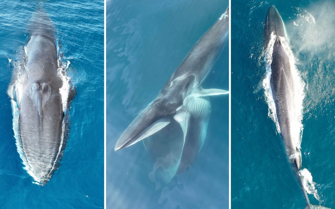 Unterwegs mit Finnwalen: „Momente, die in meinem Herzen unvergessen bleiben“
