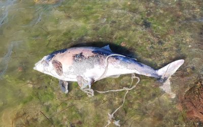 Schweinswale in Nord- und Ostsee: Sterblichkeit auf hohem Niveau