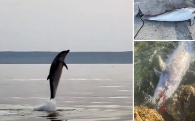 Totfunde und Sichtungen im Jahr 2022: Aufatmen bei den Adria-Delfinen