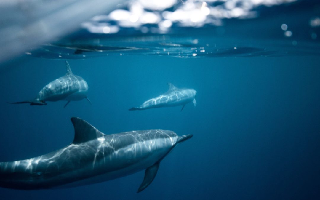 Forschung: Hinweise auf Alzheimer bei gestrandeten Delfinen