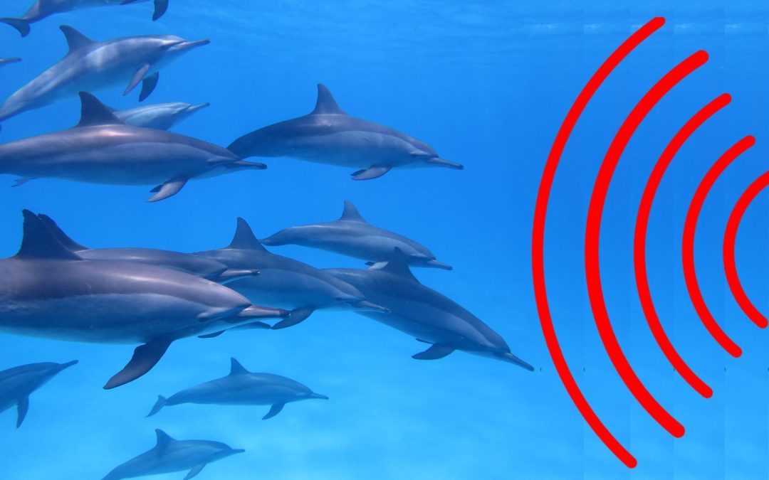 Delfine „schreien“, um den menschengemachten Unterwasserlärm zu kompensieren
