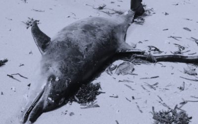 Delfinsterben im Golf von Biskaya: Französische Regierung ist endlich zum Handeln gezwungen
