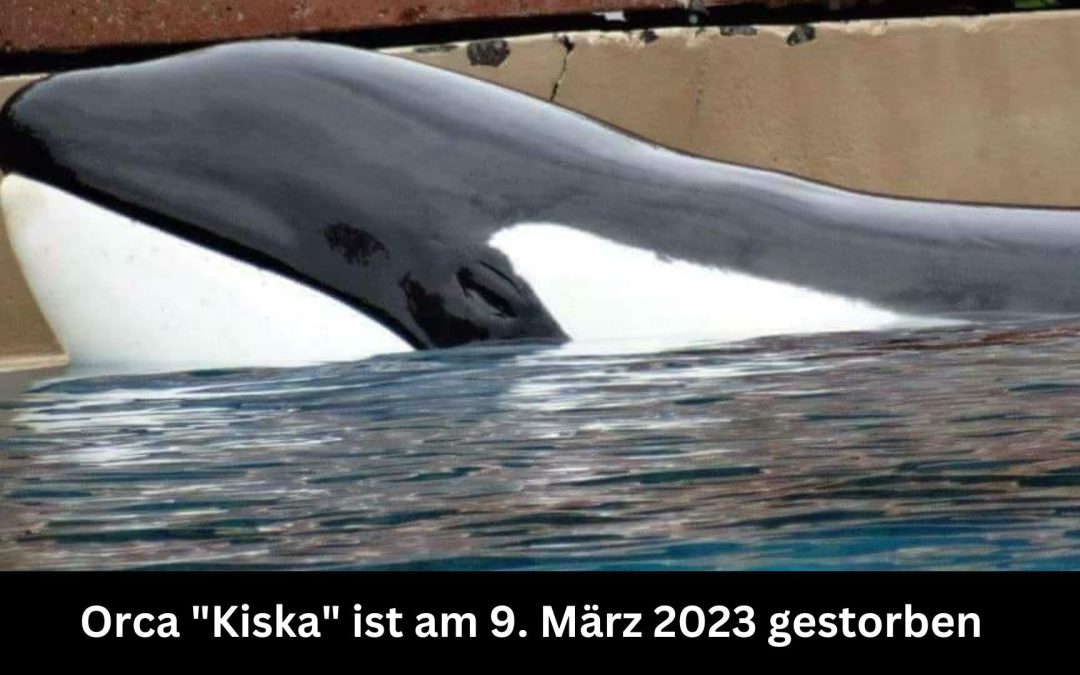 Zum Tod von Orca „Kiska“: Leidvolle 47 Jahre